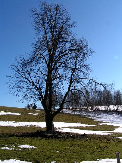 Fotka 65